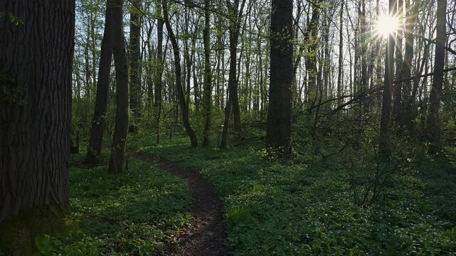 Waldweg, Buchenwald, Fr&uuml;hling, Naturschutzgebiet Bulau, Erlensee, Hanau, Hessen, Deutschland, Europa