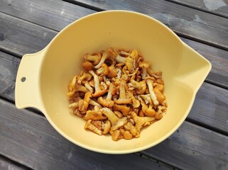Chanterelle mushrooms in a yellow plastic bowl on a wooden table