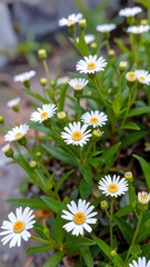 Close-up of small white daisies
