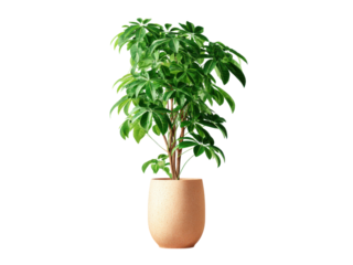 Lush green plant with broad leaves in a textured terracotta pot image, Isolated, Png Transparent Background