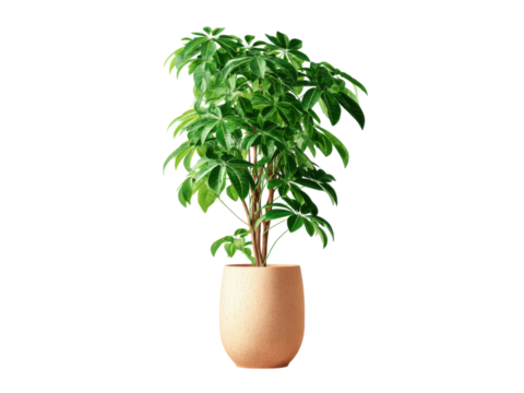 Lush green plant with broad leaves in a textured terracotta pot image, Isolated, Png Transparent Background