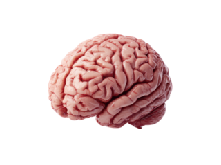 Pink human brain with intricate folds on black background anatomy medical, Isolated, Png Transparent Background