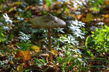 A tall mushroom with a brown cap and a thin stem stands alone, surrounded by bright, star-shaped green leaves. It rests on the forest floor, illuminated by a sunbeam, emphasizing the mysterious beauty