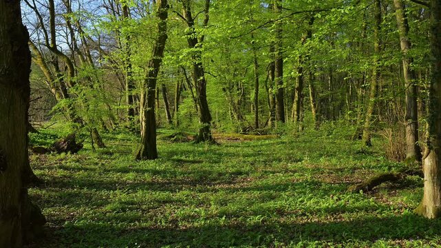 Buchenwald, Fr&uuml;hling, Naturschutzgebiet Bulau, Erlensee, Hanau, Hessen, Deutschland, Europa