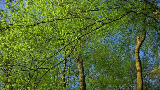 Blick, Baumwipfel, Buchen, Fr&uuml;hling, Bulau, Kinzigaue, Erlensee, Hanau, Hessen, Deutschland