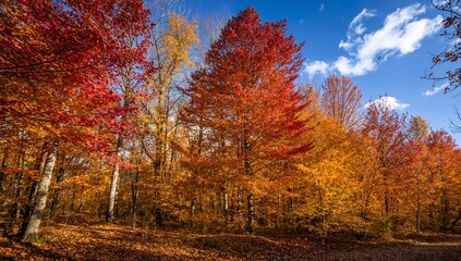 Autumn's Canvas: A panoramic view of the forest during the autumn season. The image showcasing vibrant autumn foliage in the forest with a clear sky backdrop, capturing the beauty of nature.