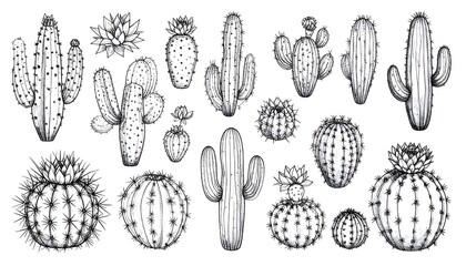 Collection of hand-drawn cacti