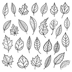 Collection of hand-drawn leaves