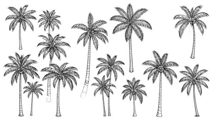 Collection of hand-drawn palm trees