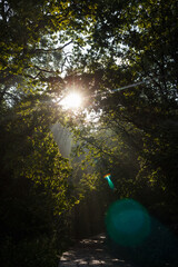 An old road running under a dense canopy of trees, with sunlight filtering through.