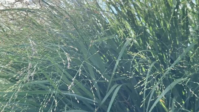 Green grass switchgrass in the wind.