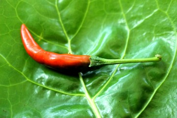 Red Chili Pepper on Green Leaf – Organic Backyard Garden Produce for Thai Cooking and Spicy Cuisine