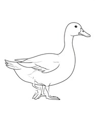 Obraz premium Simple duck outline drawing