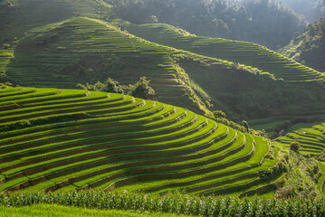 Rice fields on terraces of Mu Cang Chai, Vietnam.