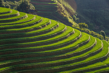Rice fields on terraces of Mu Cang Chai, Vietnam.