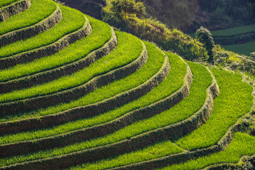 Rice fields on terraces of Mu Cang Chai, Vietnam.