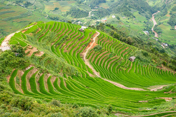 Rice fields on terraces of Mu Cang Chai, Vietnam.