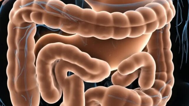 Anatomy of the Digestive System Animation Understanding Stomach Intestines Colon and Organs for Medical Study and