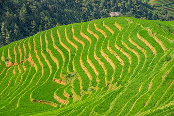 Rice fields on terraces of Mu Cang Chai, Vietnam.