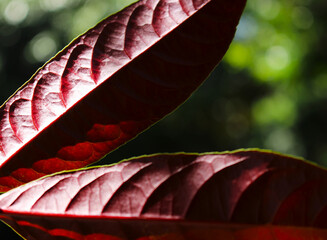 Close-up of Red Tropical Leaf Veins with Sunlight – Abstract Botanical Texture and Nature Background