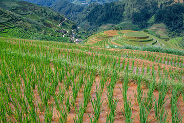 Rice fields on terraces of Mu Cang Chai, Vietnam.