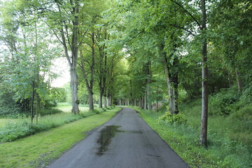 Fototapeta premium road in the woods