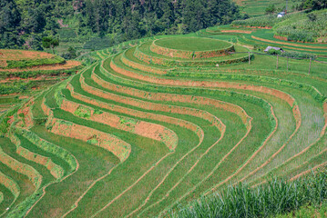 Rice fields on terraces of Mu Cang Chai, Vietnam.
