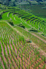 Rice fields on terraces of Mu Cang Chai, Vietnam.