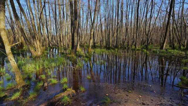 Auwald mit sumpfigem Boden und B&auml;umen, Erlen, Fr&uuml;hling, Naturschutzgebiet Rote Lache von Wolfgang, Wolfgang, Hanau, Hessen, Deutschland, Europa