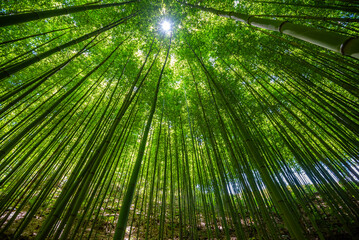 Bamboo forest Beautiful green natural background.
