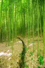 Bamboo forest Beautiful green natural background.