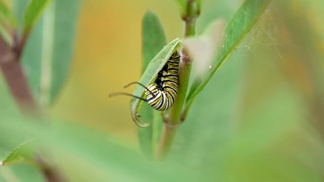 a fly crawls up the stalk of a tropical milkweed to find a monarch caterpillar twitching and jerking 