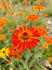 Gaillardia aristata red yellow flower in bloom, common blanketflower flowering plant