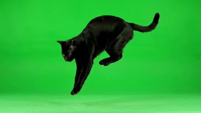 A agile black cat jumping upward with a powerful leap on a green screen strong, spring, adorable