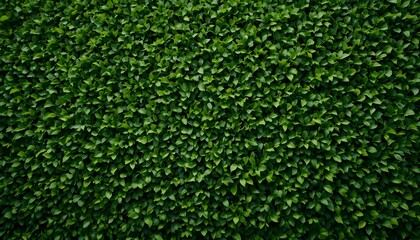 "Natural Green Hedge Background for Fresh Outdoor, Garden, and Nature-Inspired Design"