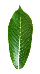Obraz premium High quality image of a single leaf, with clearly visible veins, isolated on a transparent background. Suitable for ecological designs, botanical illustrations, nature decor and environmental projects