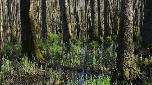 Auwald mit sumpfigem Boden und B&auml;umen, Erlen, Fr&uuml;hling, Naturschutzgebiet Rote Lache von Wolfgang, Wolfgang, Hanau, Hessen, Deutschland, Europa