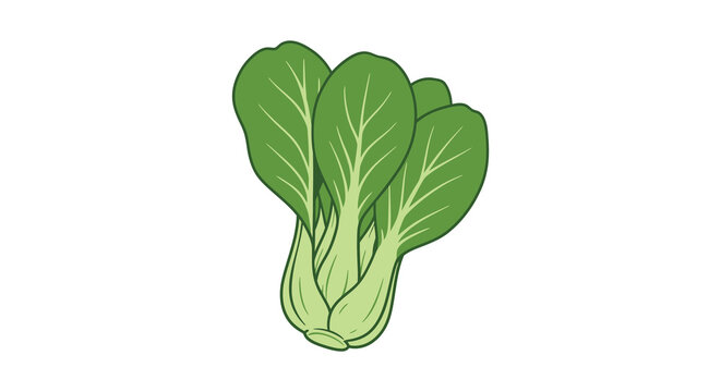 green bok choy on white background clip art preview
