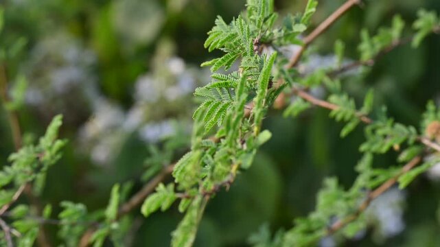Vachellia nilotica tree. Its other names gum arabic tree,&nbsp;babul, thorn mimosa, Egyptian acacia and thorny acacia. This is a tree in the family&nbsp;Fabaceae.