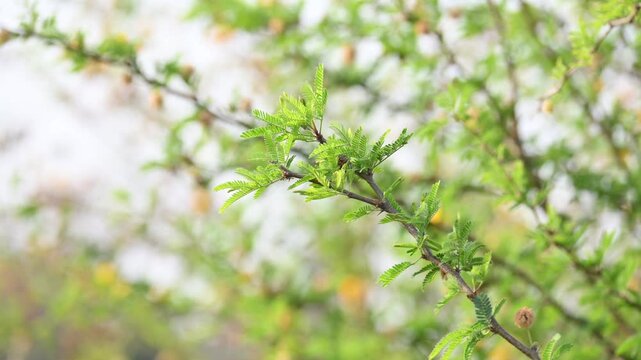 Vachellia nilotica tree. Its other names gum arabic tree,&nbsp;babul, thorn mimosa, Egyptian acacia and thorny acacia. This is a tree in the family&nbsp;Fabaceae.