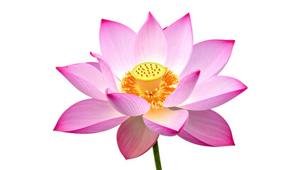 Pink lotus flower in full bloom with delicate petals, isolated on white background, png