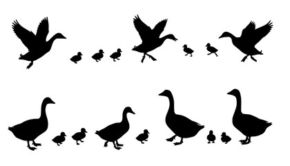 Silhouette ducks and geese with ducklings, bird vector set, flying and standing poses, nature illustration, waterfowl family clipart, animal wildlife design, farm birds collection