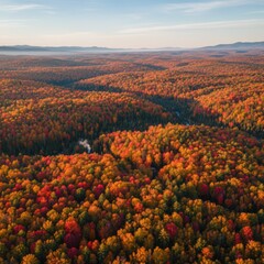 A large forest with many trees in it