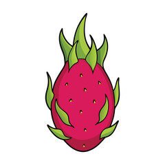 dragon fruit vector illustration