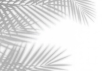 Soft palm leaf shadows on a clean white background, creating an abstract, minimalist, and sunlit tropical backdrop