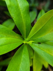 close up of young ginseng plant