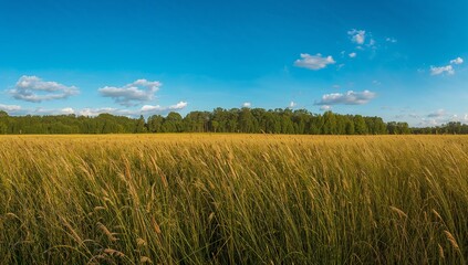 Obraz premium Idyllic landscape featuring a golden wheat field under a vibrant blue sky with soft clouds