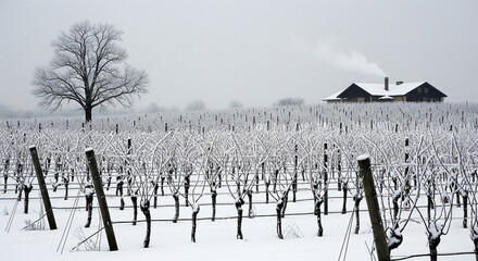 A stark, minimalist winter landscape of a snow-covered vineyard and a lone tree, a perfect monochromatic visual for themes of solitude and season