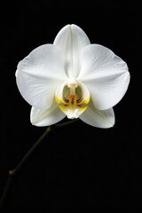 Naklejka premium Pure white orchid, pristine petals against deep black , symbol, phalaenopsis