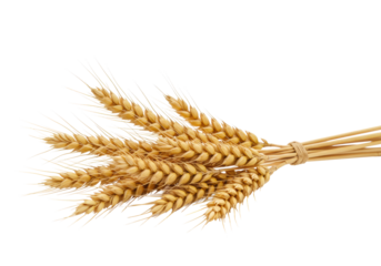 Golden ripe wheat ears, visible kernels, slender stalks, transparent seamless backdrop, copy space, soft studio light, shallow depth of field, natural food ingredient concept